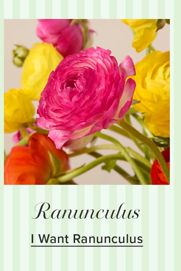Shop Ranunculus 