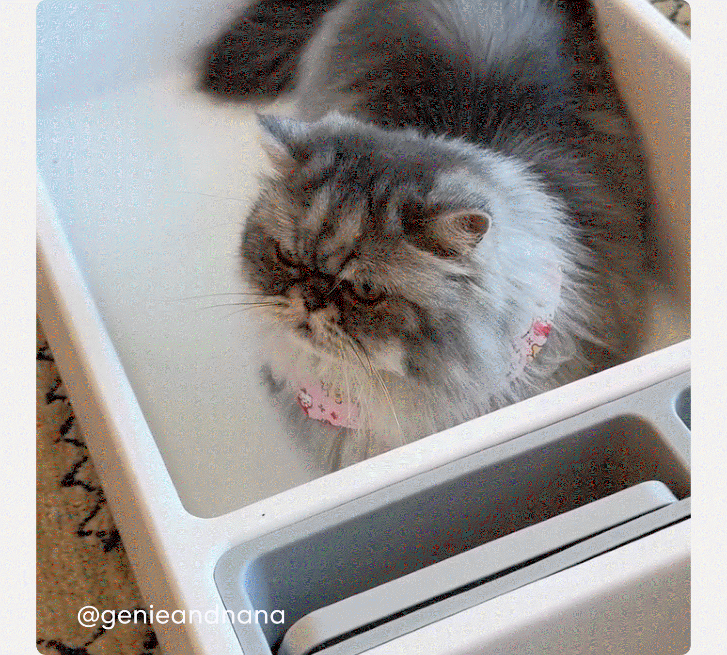 Is your cat ready for the spotlight? Tag us @tuftandpaw.