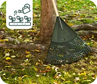 Pourquoi certains arbres perdent leurs feuilles en été ?