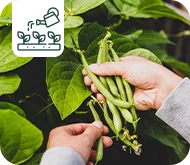 Les stars du potager