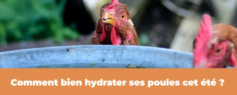 Article remèdes naturels poule