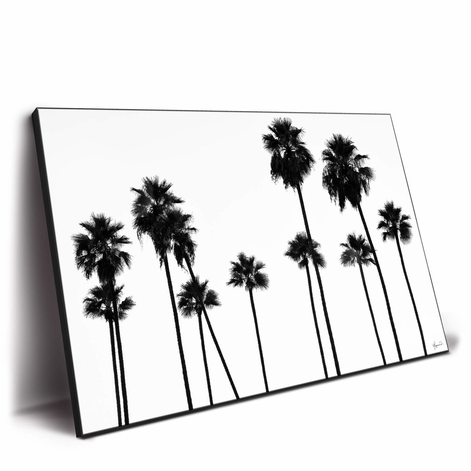 Image of Palm Trees LA