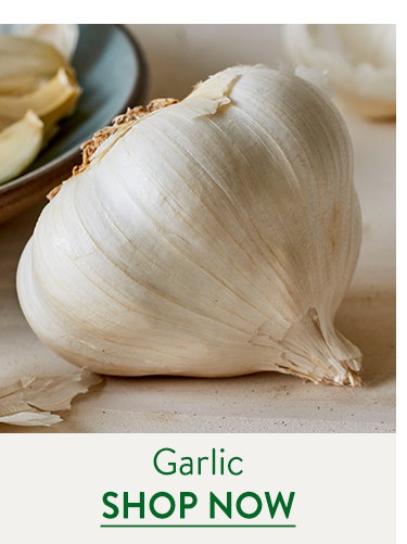 Garlic Bulbs