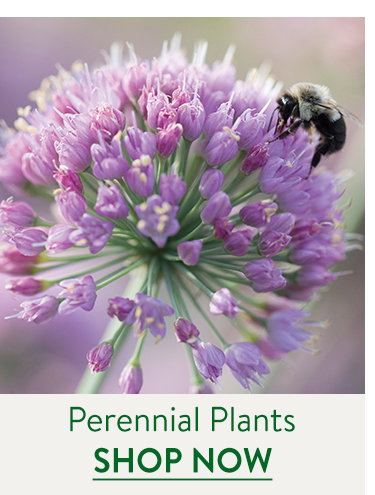 Fall Perennial Plants