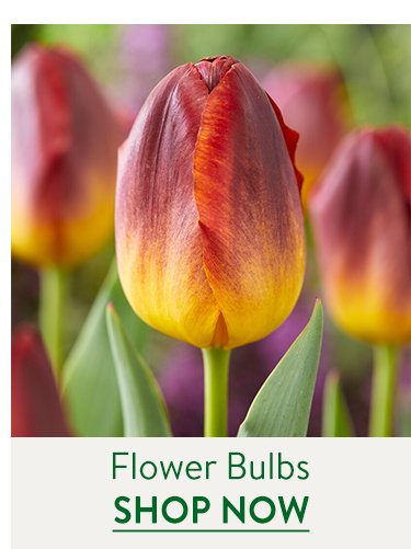 Flowering Bulbs