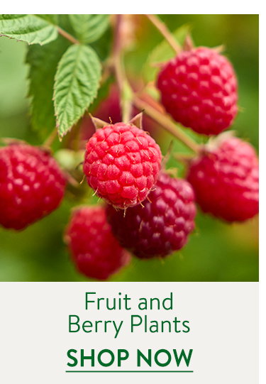 Fruit & Berry Plants