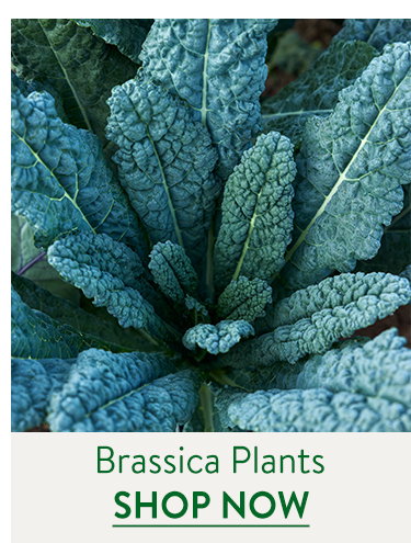Brassica Plants