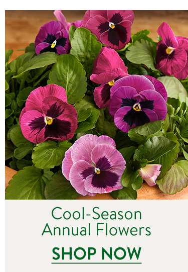 Fall Planted Annuals