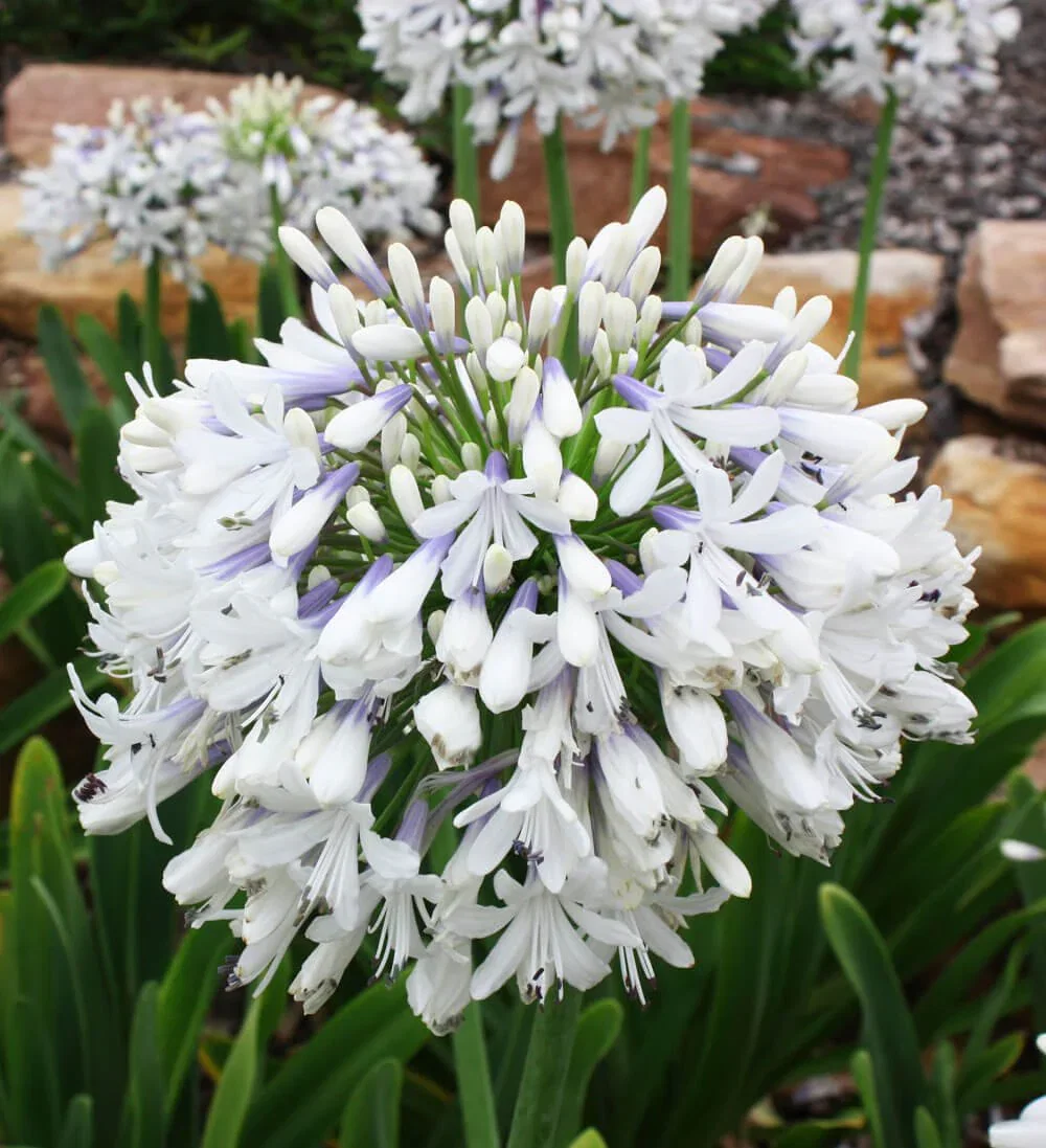 Image of Queen Mum Agapanthus