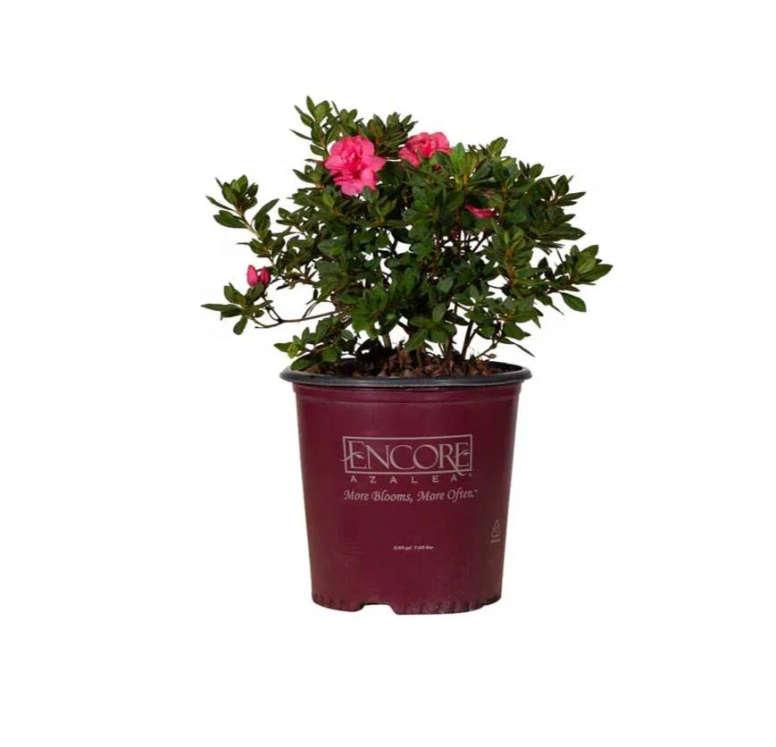 Image of Autumn Rouge Encore Azalea