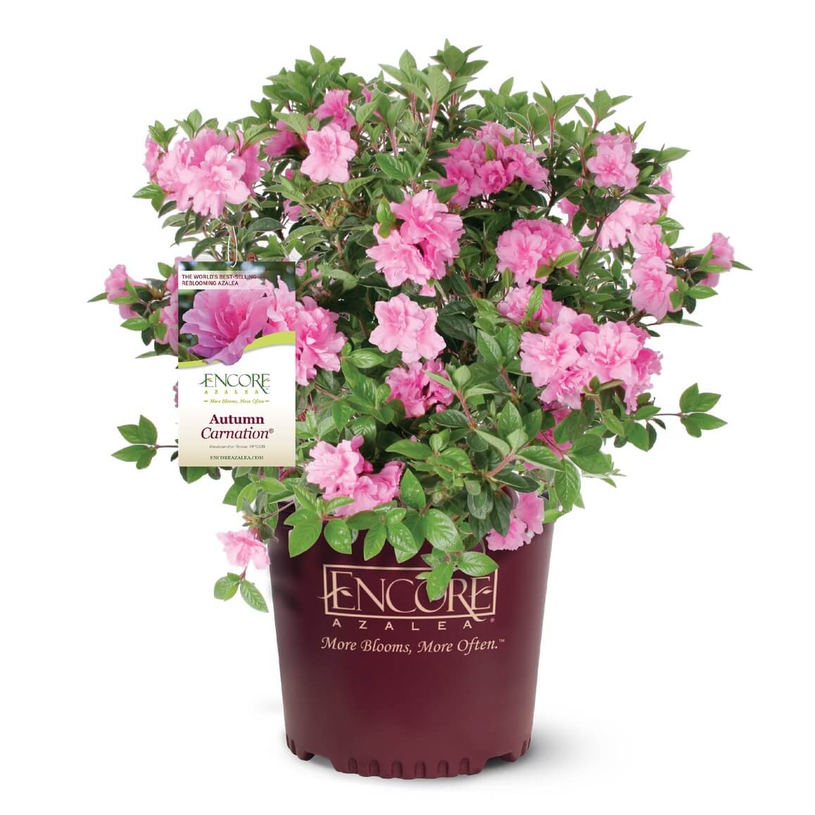 Image of Autumn Carnation Encore Azalea
