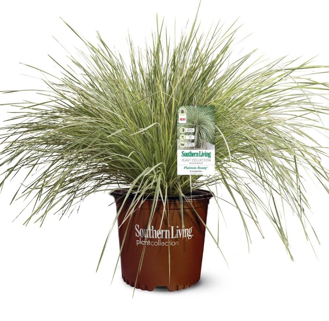 Image of Platinum Beauty Lomandra