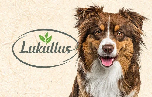 Lukullus