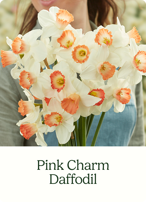 Pink Charm Daffodil