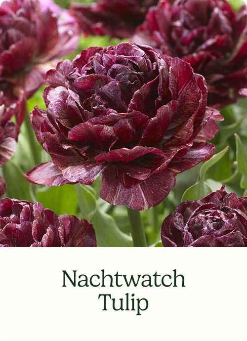 Nachtwatch Tulip