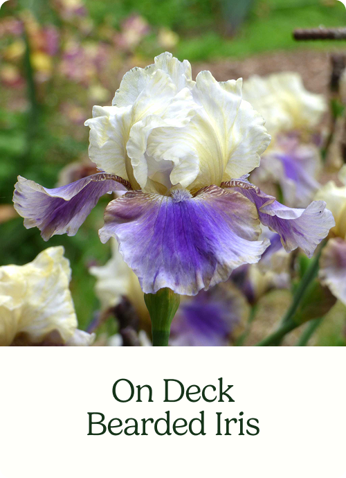 On Deck Bearded Iris