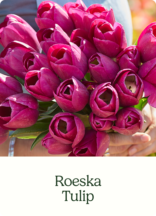 Roeska Tulip