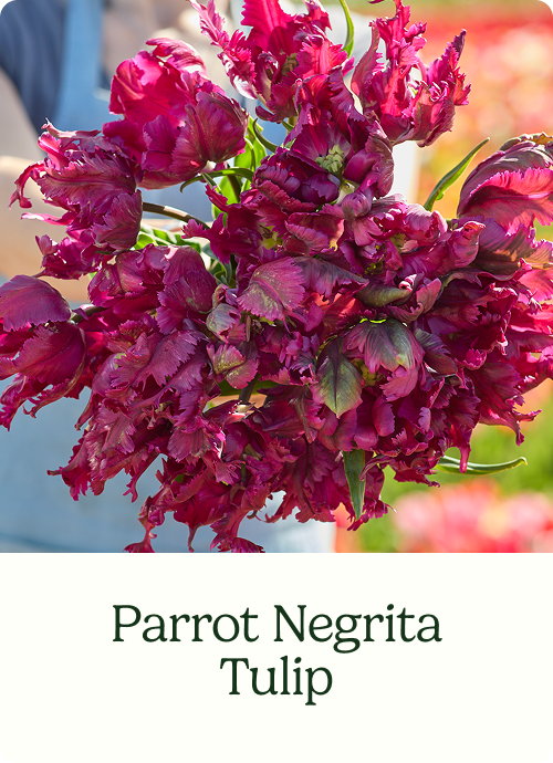 Parrot Negrita Tulip
