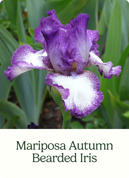 Mariposa Autumn Bearded Iris