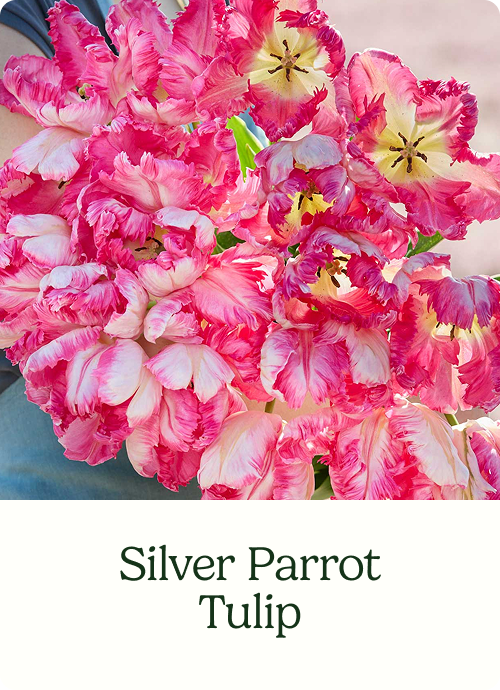 Silver Parrot Tulip