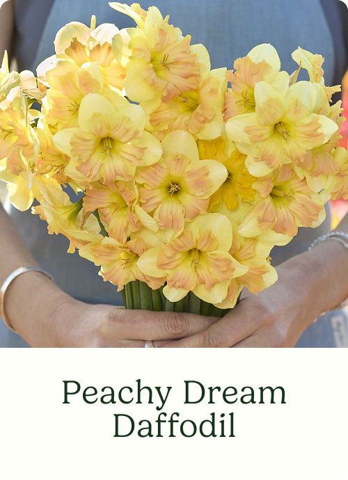 Peachy Dream Daffodil