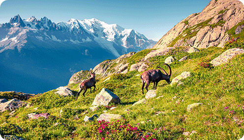 Été à la montagne