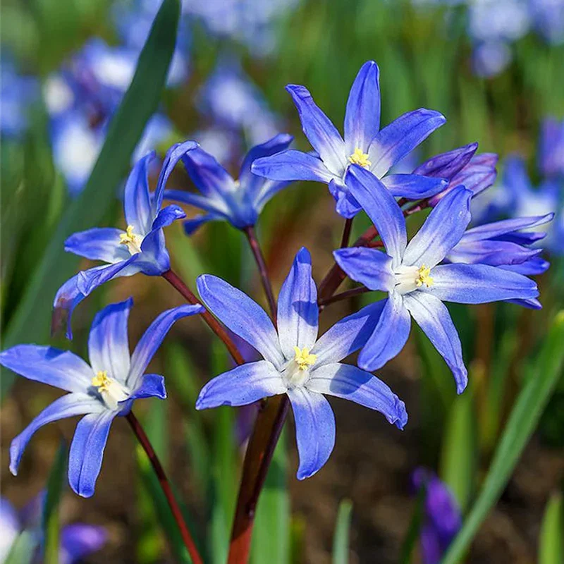 Early Snow Glories (Chionodoxa forbesii)