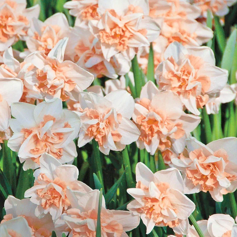 Delnashaugh Daffodil
                  