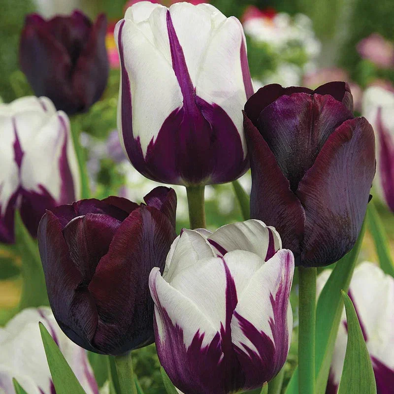 Blueberry Chocolate Tulip Blend