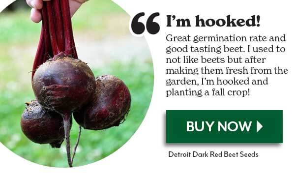 I'm Hooked! Detroit Dark Red Beet Seeds