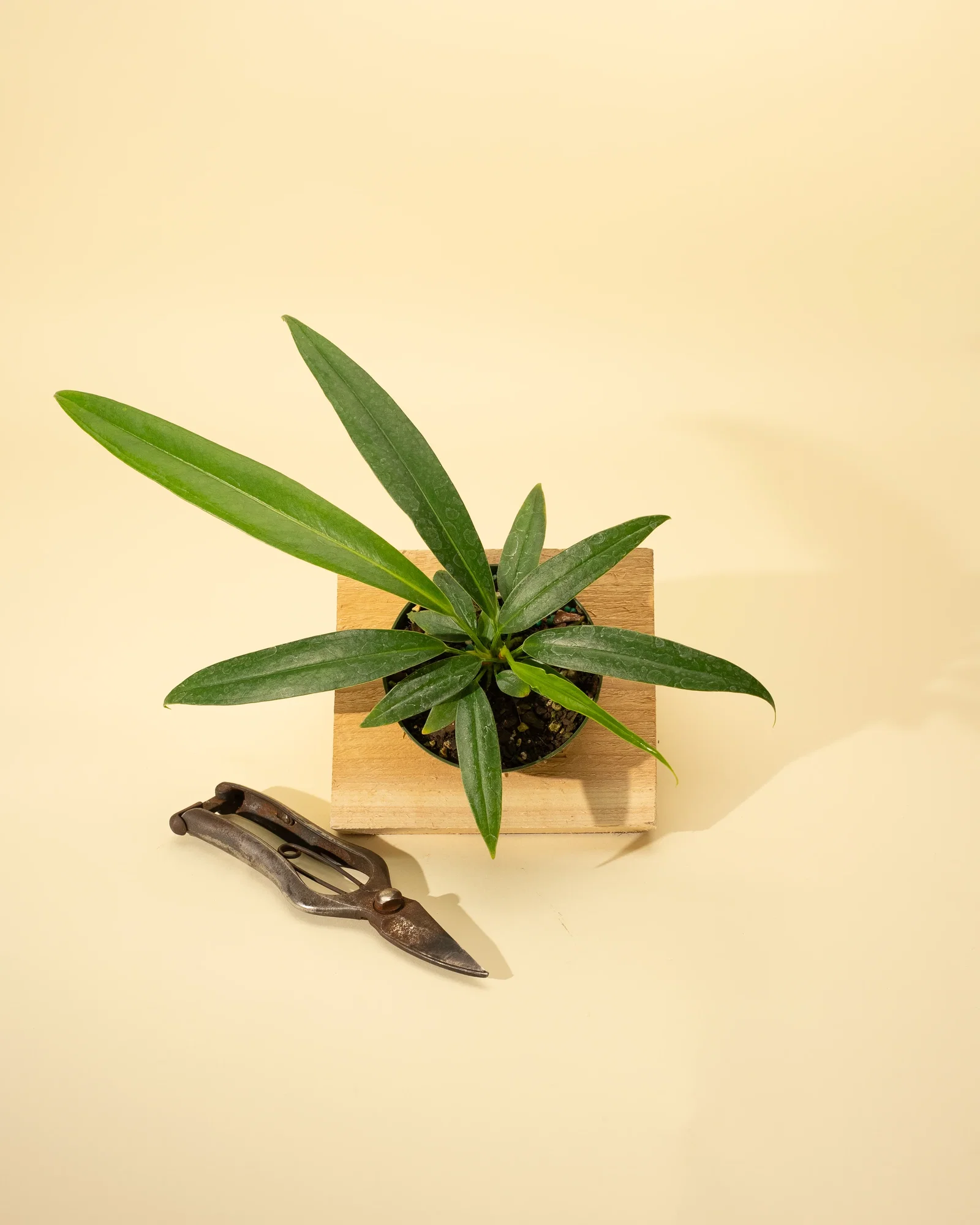Image of 4" Anthurium 'Bakeri'