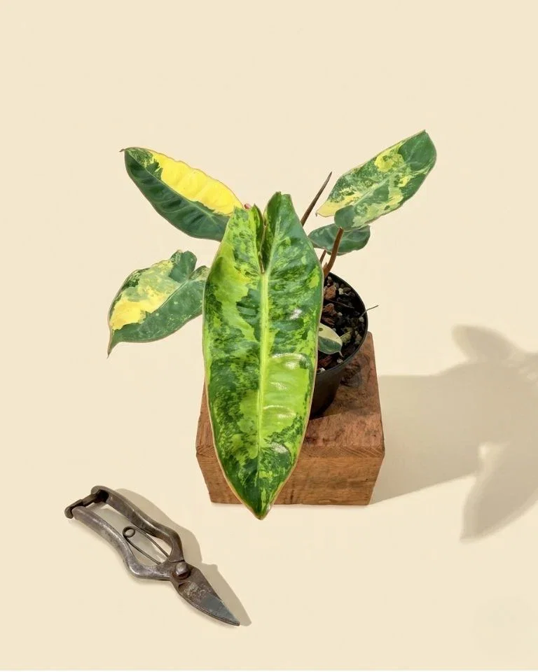 Image of 4" Variegated Philodendron 'Billietiae'