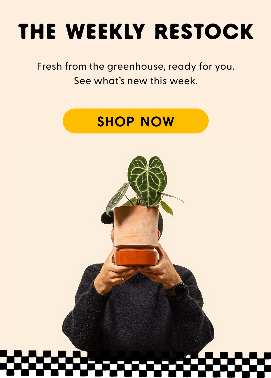 The weekly Restock. Fresh from the greenhouse, ready for you. See what's new this week. Click here to shop now