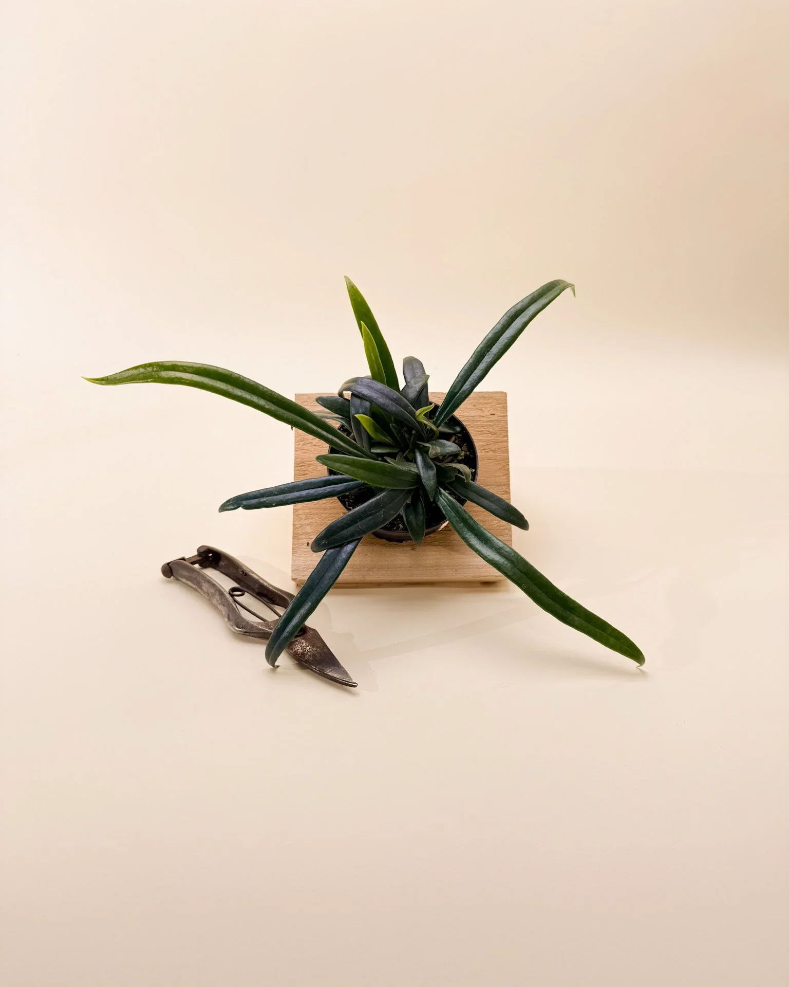 Image of 4" Microsorum Thailandicum 'Blue Oil Fern'