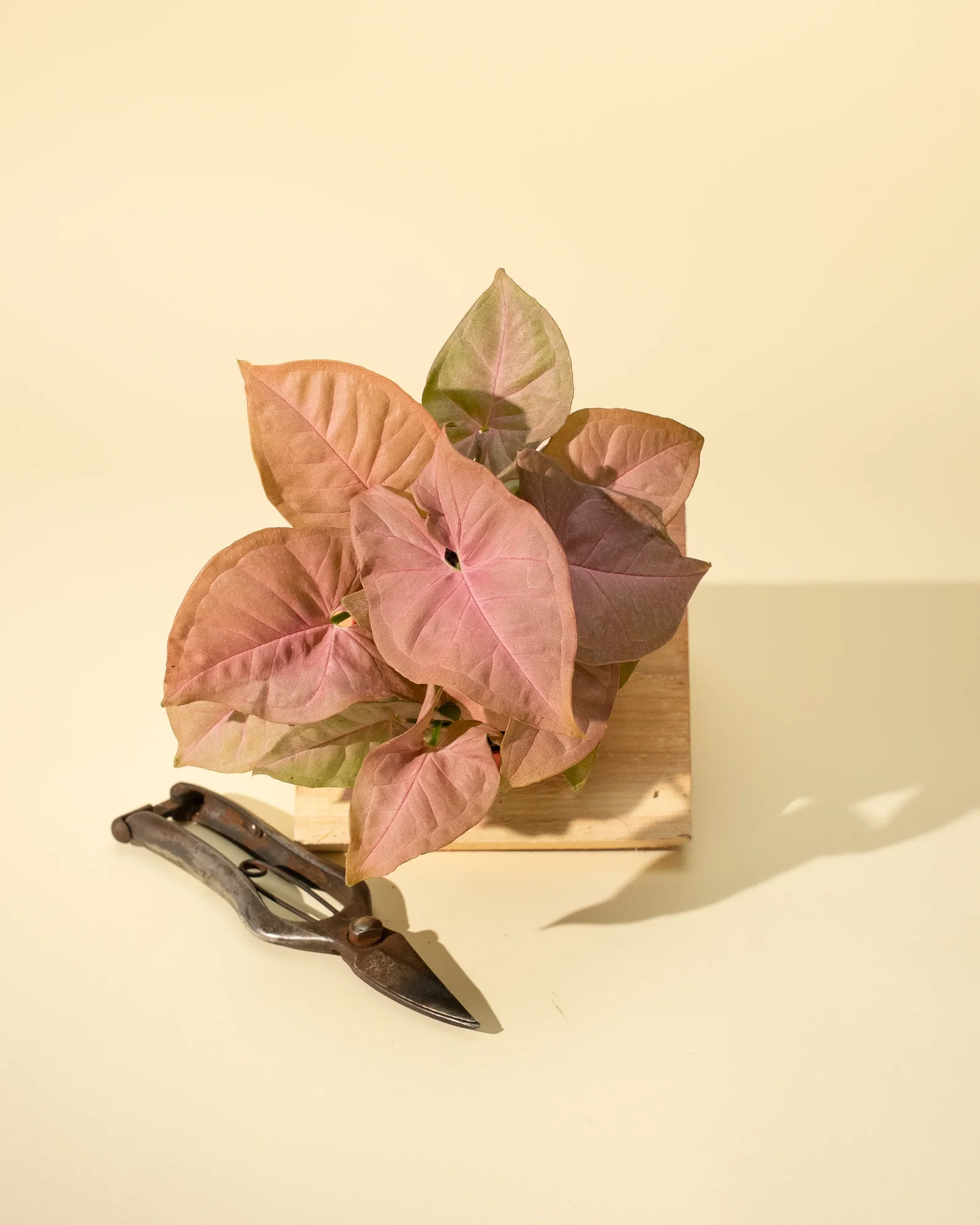 Image of 4" Syngonium 'Neon Pink'