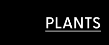 PLANTS