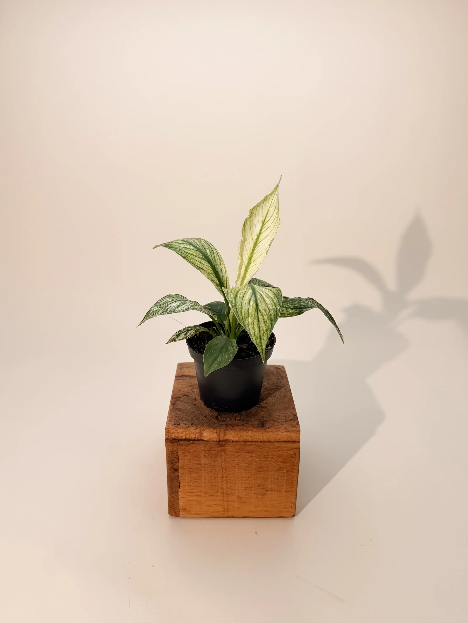 Image of 4" Variegated Spathiphyllum 'Sensation'