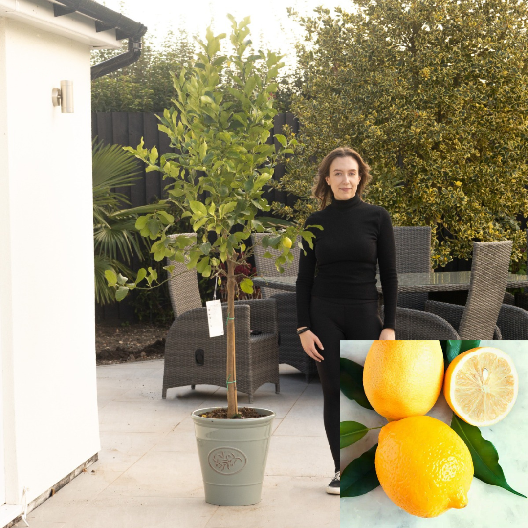 Giant Lemon Tree - XXXL Circa 160-180cm tall