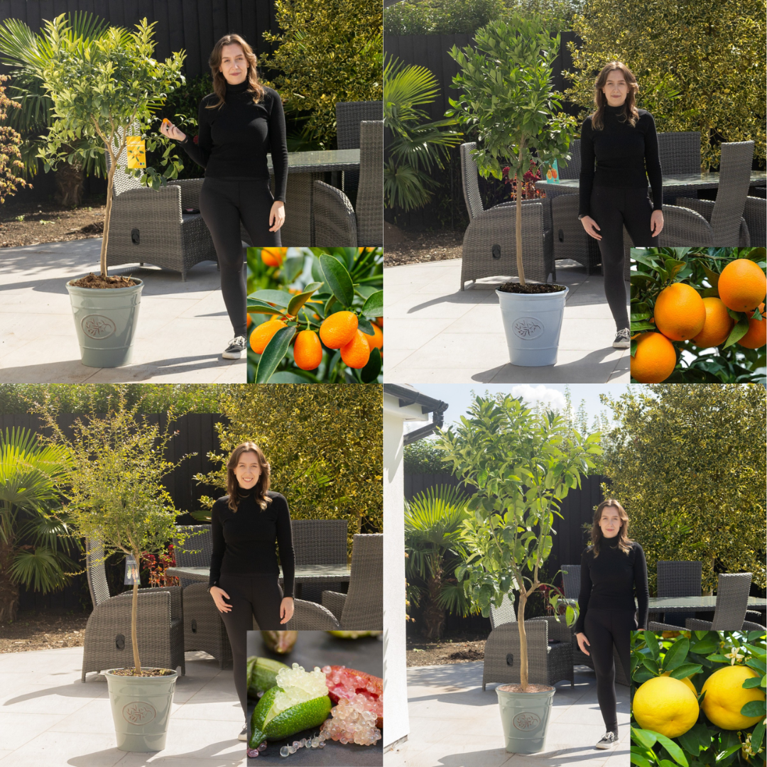 XXXL Fruit Trees