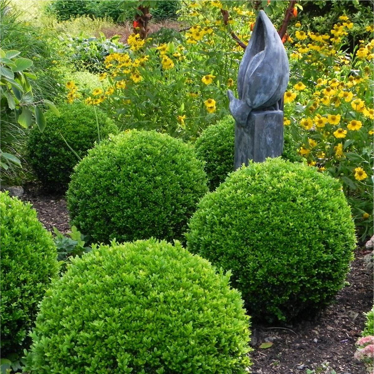 Pair of Large Topiary Buxus Balls