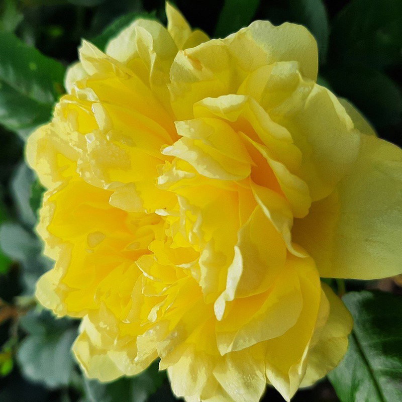 Yellow Meilove
