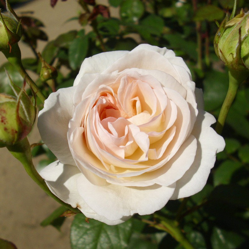 Lions Rose