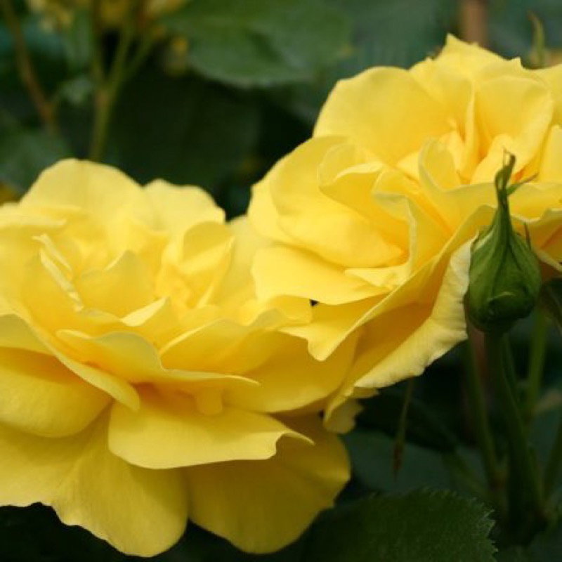 Friesia