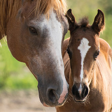 Feed Sale
