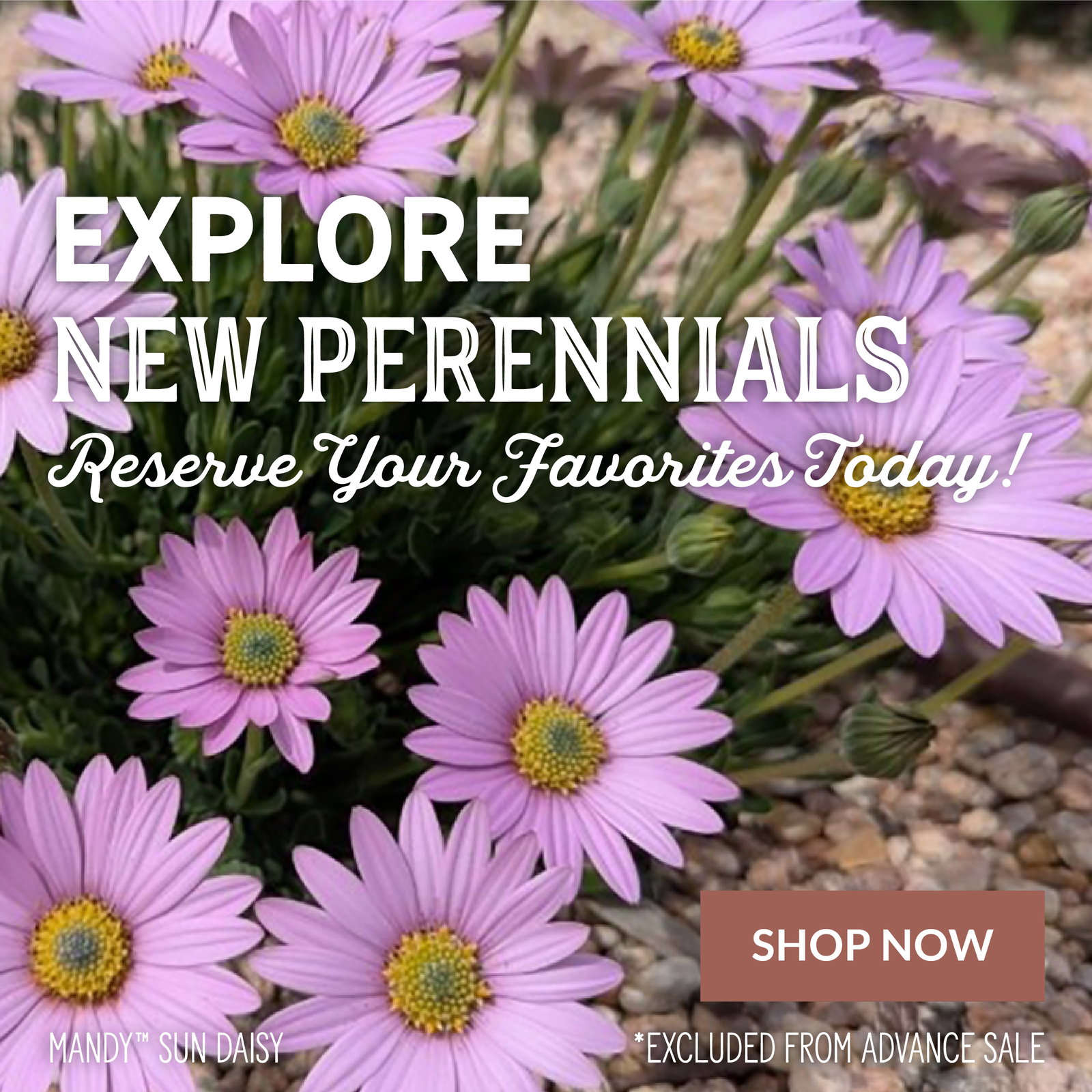 New perennials for fall 2026