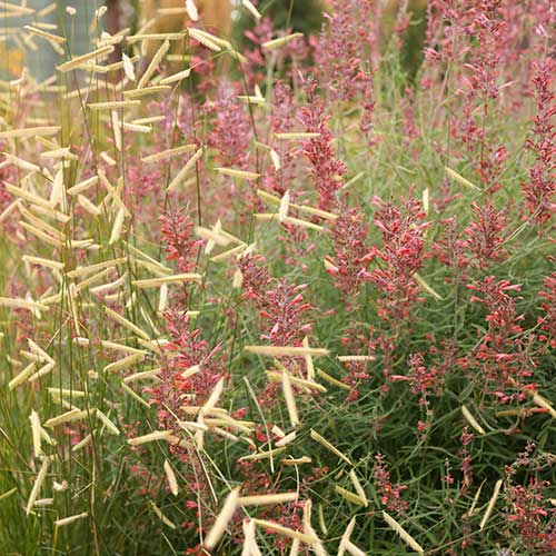 Plants For Western Gardens
