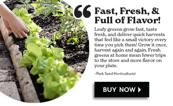 Fast, Fresh, & Full of Flavor