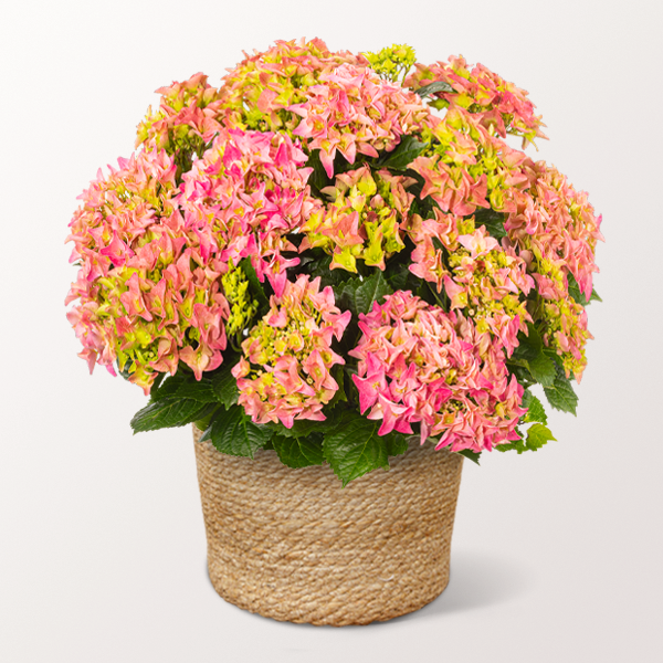 Ein wahres Blütenmeer. Rosa Hortensie im dekorativen Seegraskorb für 21,99 €