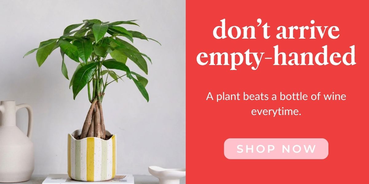 A money tree plant is shown with the text "Don't arrive empty-handed. A plant beats a bottle of wine every time. Shop Gifts."