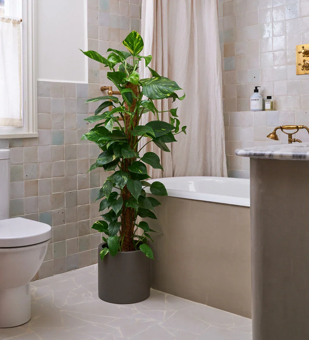 Image of Devil's Ivy on Moss Pole & Pot